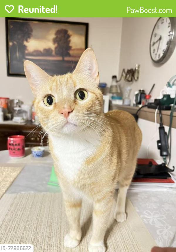 Reunited Male Cat last seen Gladstone St & 42nd Ave, Vancouver, BC V5P 1M2