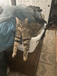 Lost Male Cat last seen Bodega and Webster , Petaluma, CA 94952