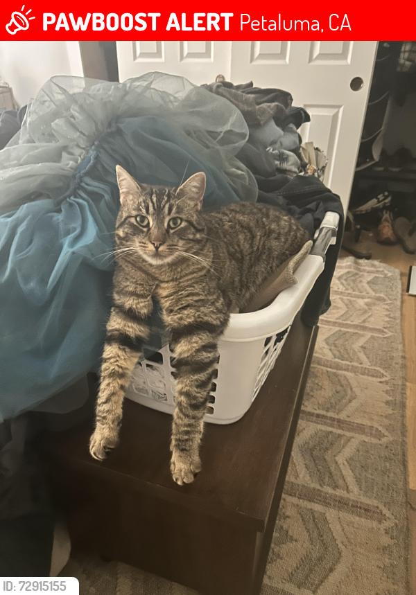 Lost Male Cat last seen Bodega and Webster , Petaluma, CA 94952