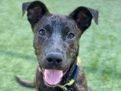 Shelter Stray Male Dog last seen , Los Angeles, CA 90031