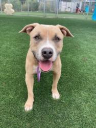 Shelter Stray Male Dog last seen , Los Angeles, CA 90031