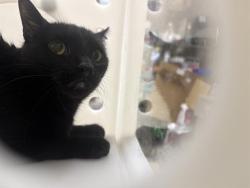 Shelter Stray Female Cat last seen Near BLOCK W COLLEGE AVE, Milwaukee, WI 53215