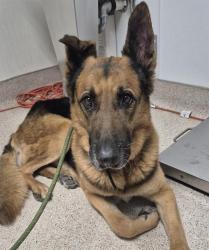 Shelter Stray Male Dog last seen HART PARK, BAKERSFIELD CA. 93308, Bakersfield, CA 93308