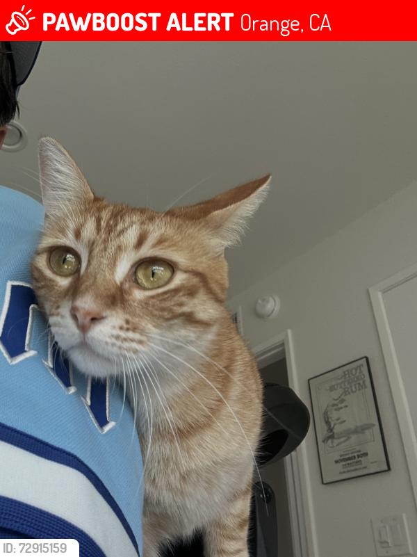 Lost Female Cat last seen Santiago and N. Robinhood, Orange, CA 92867