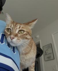 Lost Female Cat last seen Santiago and N. Robinhood, Orange, CA 92867