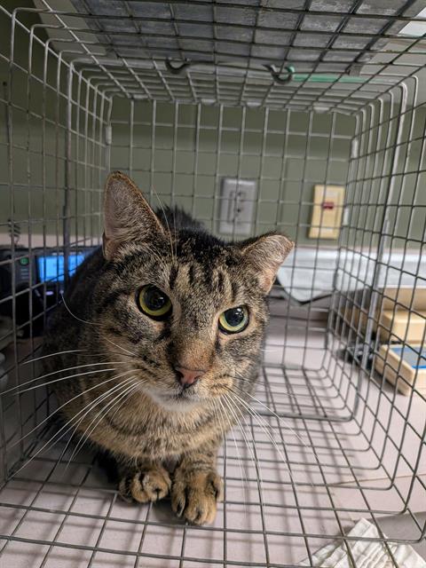 Shelter Stray Male Cat last seen , Jacksonville, FL 32204