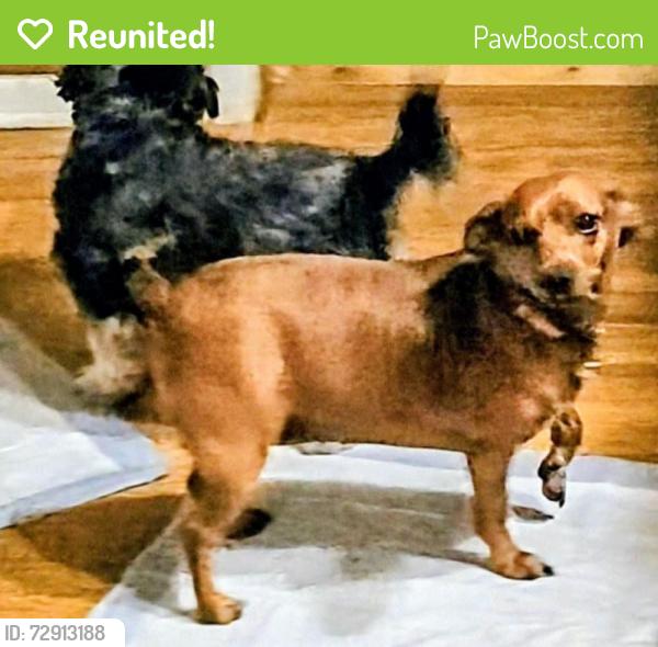 Reunited Female Dog last seen N. Waldrip S.t., Grand Saline, TX 75140