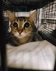 Shelter Stray Female Cat last seen , Los Angeles, CA 91405