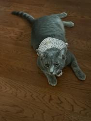 Reunited Male Cat last seen South Alafaya and Stone Abbey Blvd, Orlando, FL 32828