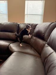 Reunited Male Dog last seen Chiwawa, Colorado Springs, CO 80918