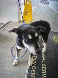 Shelter Stray Male Dog last seen NW 129TH AVE & NW 15TH ST, Doral, FL 33122