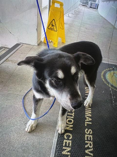 Shelter Stray Male Dog last seen NW 129TH AVE & NW 15TH ST, Doral, FL 33122