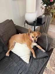 Reunited Female Dog last seen Millbank St and North Raleigh Blvd, Raleigh, NC 27610