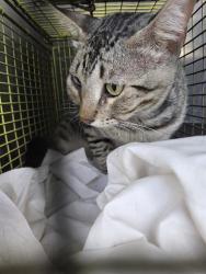 Shelter Stray Male Cat last seen Near BLOCK POSADA CIRCLE, San Antonio, TX 78227