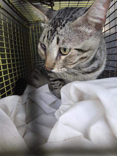 Shelter Stray Male Cat last seen Near BLOCK POSADA CIRCLE, San Antonio, TX 78227