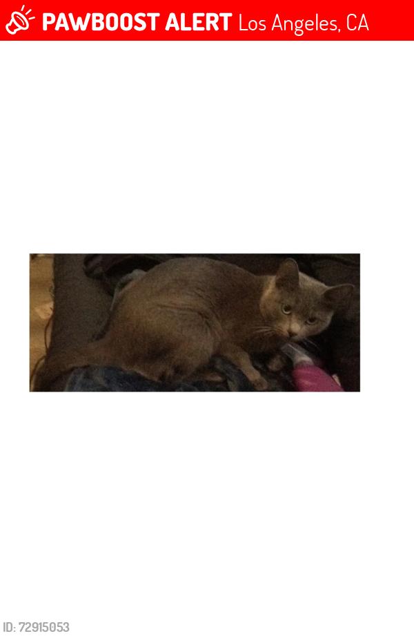 Lost Female Cat last seen Near S. Main Street , Los Angeles, CA 90014