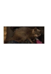 Lost Female Cat last seen Near S. Main Street , Los Angeles, CA 90014