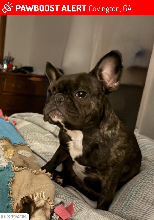 Lost Female Dog last seen Highway 162, Covington, GA 30016
