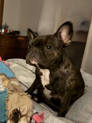 Lost Female Dog last seen Highway 162, Covington, GA 30016