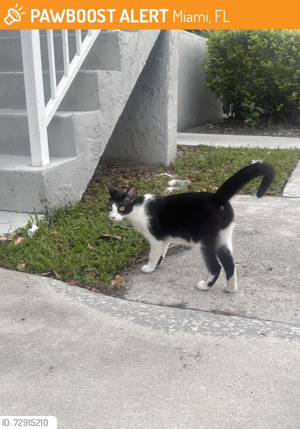 Found/Stray Unknown Cat last seen Near NE 210th Circle terrace, Miami, FL 33179