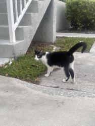 Found/Stray Unknown Cat last seen Near NE 210th Circle terrace, Miami, FL 33179
