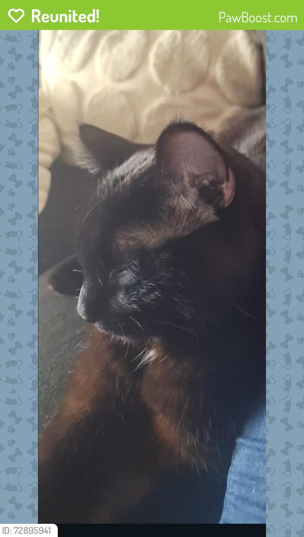 Reunited Male Cat last seen Maplewood MN , Maplewood, MN 55117