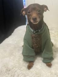Reunited Male Dog last seen Dundas st west and Brock avenue , Toronto, ON M6K 1V1