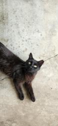 Found/Stray Female Cat last seen Laguna Ln, Lafayette, LA 70508