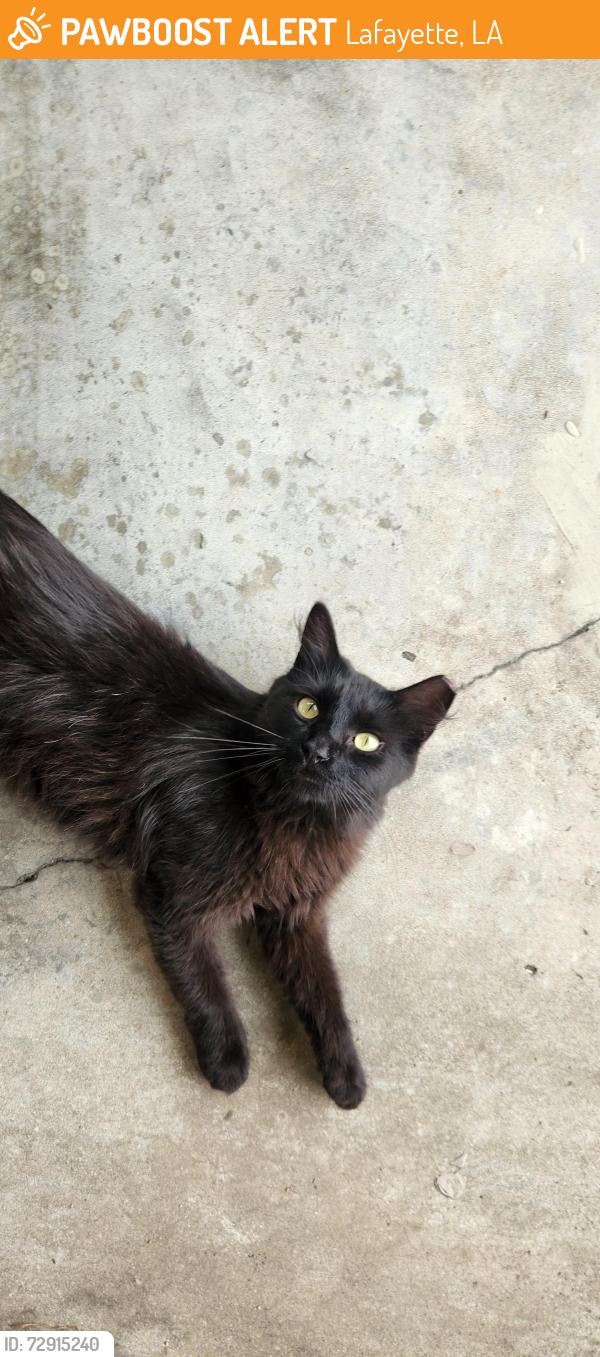 Found/Stray Female Cat last seen Laguna Ln, Lafayette, LA 70508