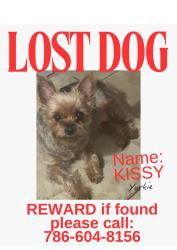 Lost Female Dog last seen Near Sw 25 terrace Miami , Florida , Miami, FL 33133