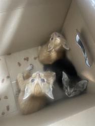 Lost Female Cat last seen My home, Miami, FL 33177
