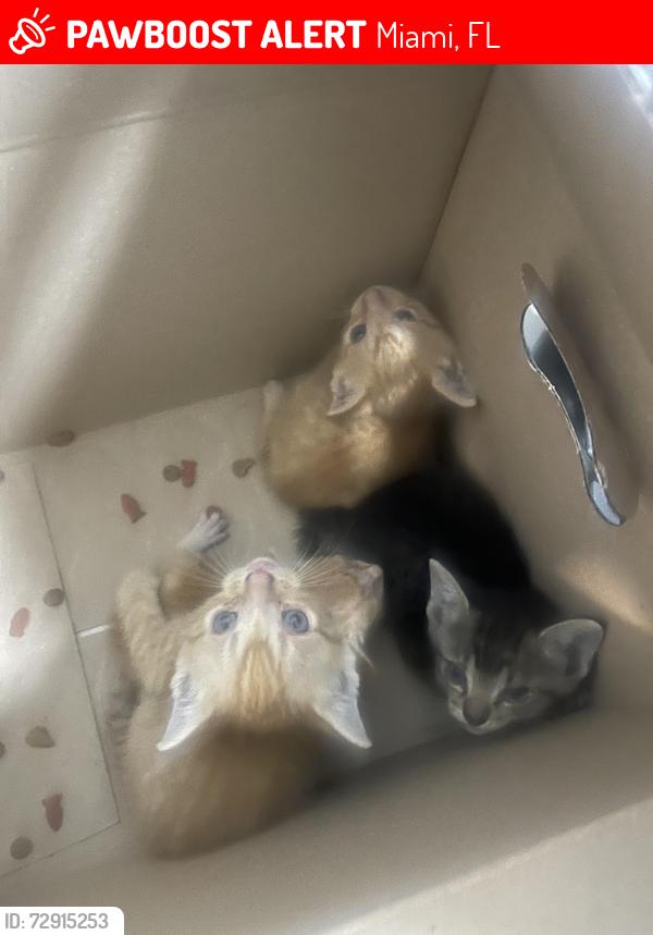 Lost Female Cat last seen My home, Miami, FL 33177