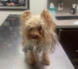 Reunited Male Dog last seen Near Hialeah elementary school, Hialeah, FL 33013