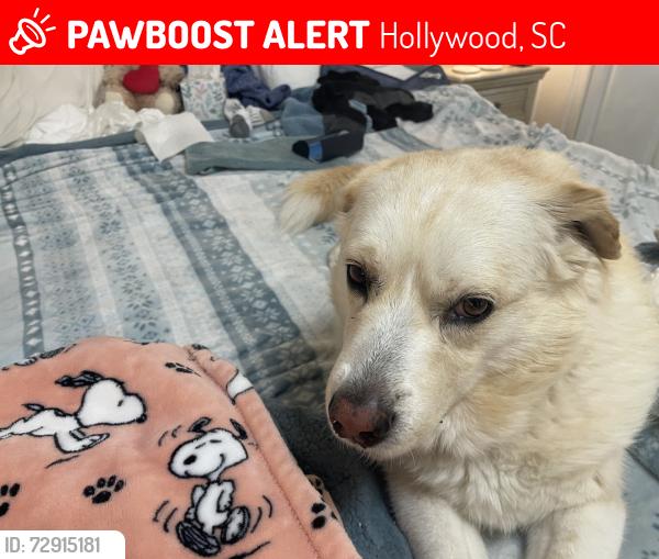 Lost Female Dog last seen Chapel Rd, Hollywood, SC 29449