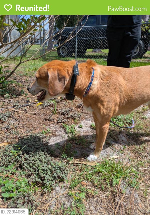 Reunited Female Dog last seen Hunan St Ne, Palm Bay, FL 32907