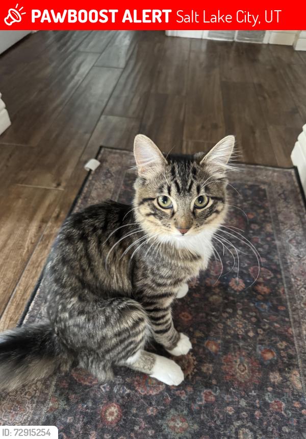 Lost Male Cat last seen near the violet brunch restaurant , Salt Lake City, UT 84106