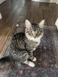 Lost Male Cat last seen near the violet brunch restaurant , Salt Lake City, UT 84106