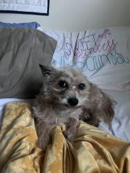 Reunited Male Dog last seen Felipe’s and the car wash , Sunnyvale, CA 94087