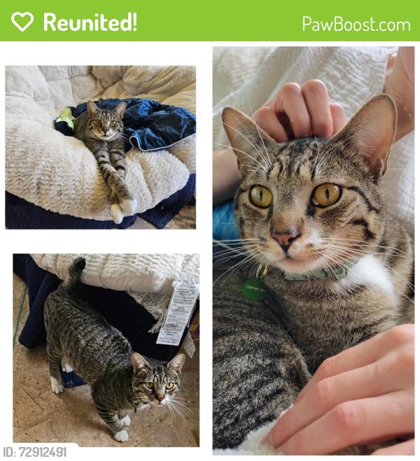 Reunited Male Cat last seen N 16Th and Huson, Tacoma, Tacoma, WA 98406