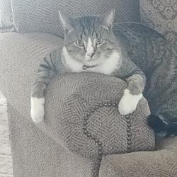 Lost Female Cat last seen Shortcut, Heber City, UT 84032