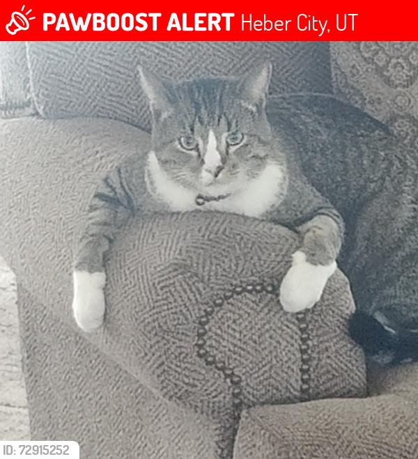 Lost Female Cat last seen Shortcut, Heber City, UT 84032