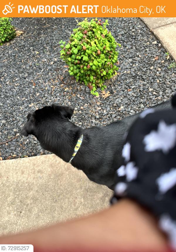 Found/Stray Female Dog last seen S el, Oklahoma City, OK 73139
