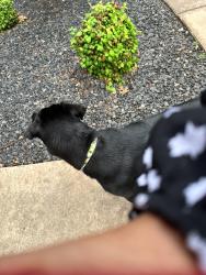 Found/Stray Female Dog last seen S el, Oklahoma City, OK 73139