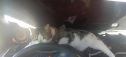 Lost Female Cat last seen Jasmine and hesperia rd, Spring Valley Lake, CA 92395