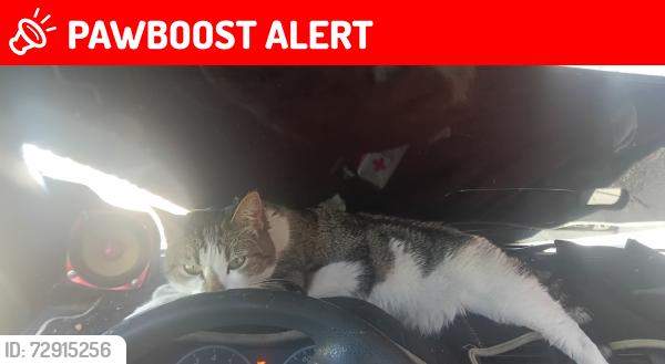 Lost Female Cat last seen Jasmine and hesperia rd, Spring Valley Lake, CA 92395