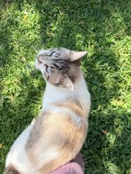 Found/Stray Male Cat last seen Mallard crossing / hoo shoo too rd. , Baton Rouge, LA 70817