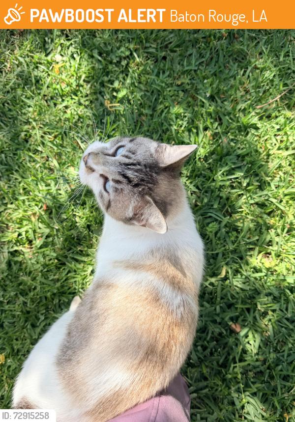 Found/Stray Male Cat last seen Mallard crossing / hoo shoo too rd. , Baton Rouge, LA 70817