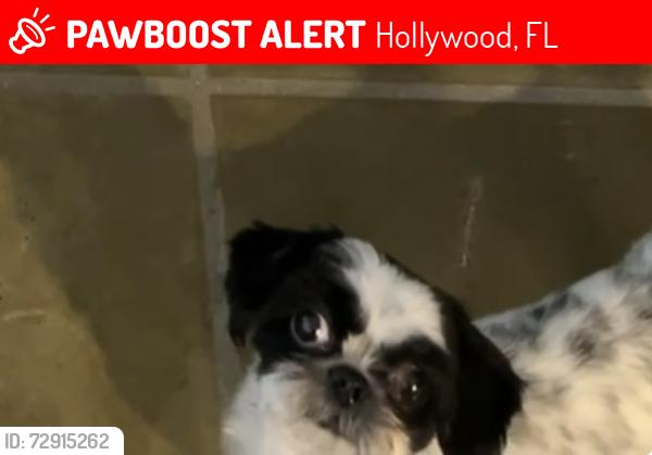 Lost Female Dog last seen Johnson and 28, Hollywood, FL 33020