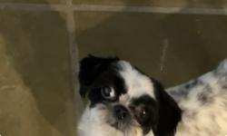 Lost Female Dog last seen Johnson and 28, Hollywood, FL 33020