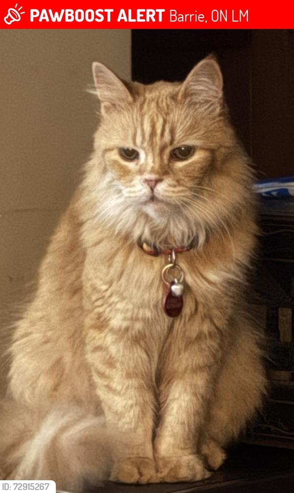 Lost Female Cat last seen Nelson and codrington, Barrie, ON L4M
